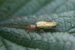 Image de Tetragnatha extensa (Linnaeus 1758)