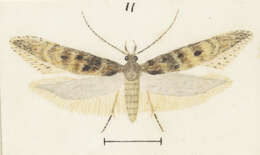 Image of Kiwaia brontophora Meyrick 1886