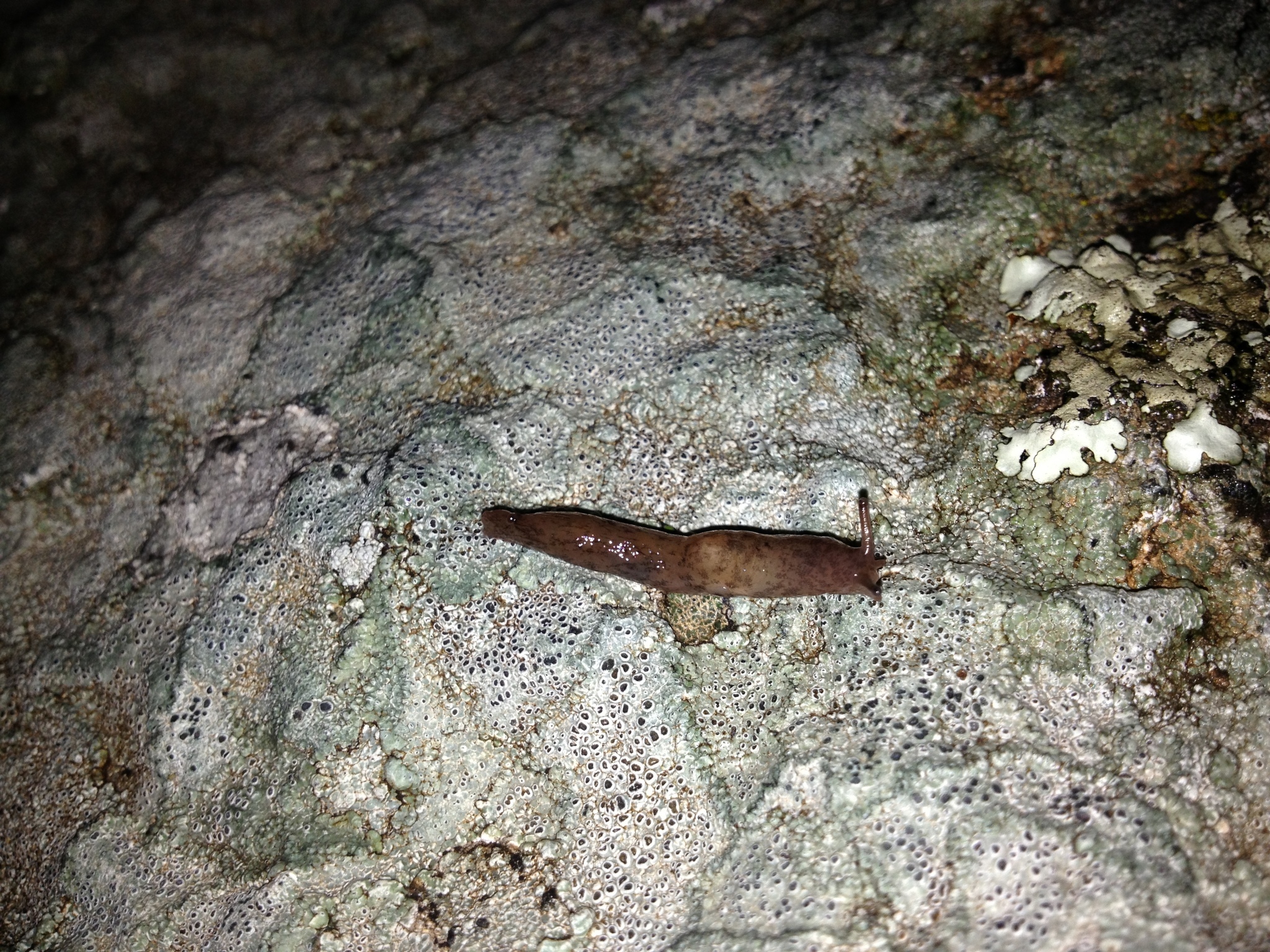 Image of caruana's slug