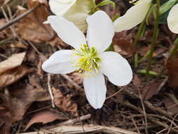 Image of black hellebore