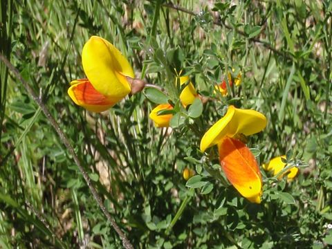 Image of <i>Cytisus scoparius andreanus</i>