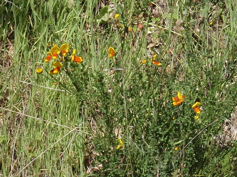 Image of <i>Cytisus scoparius andreanus</i>