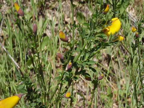 Image of <i>Cytisus scoparius andreanus</i>