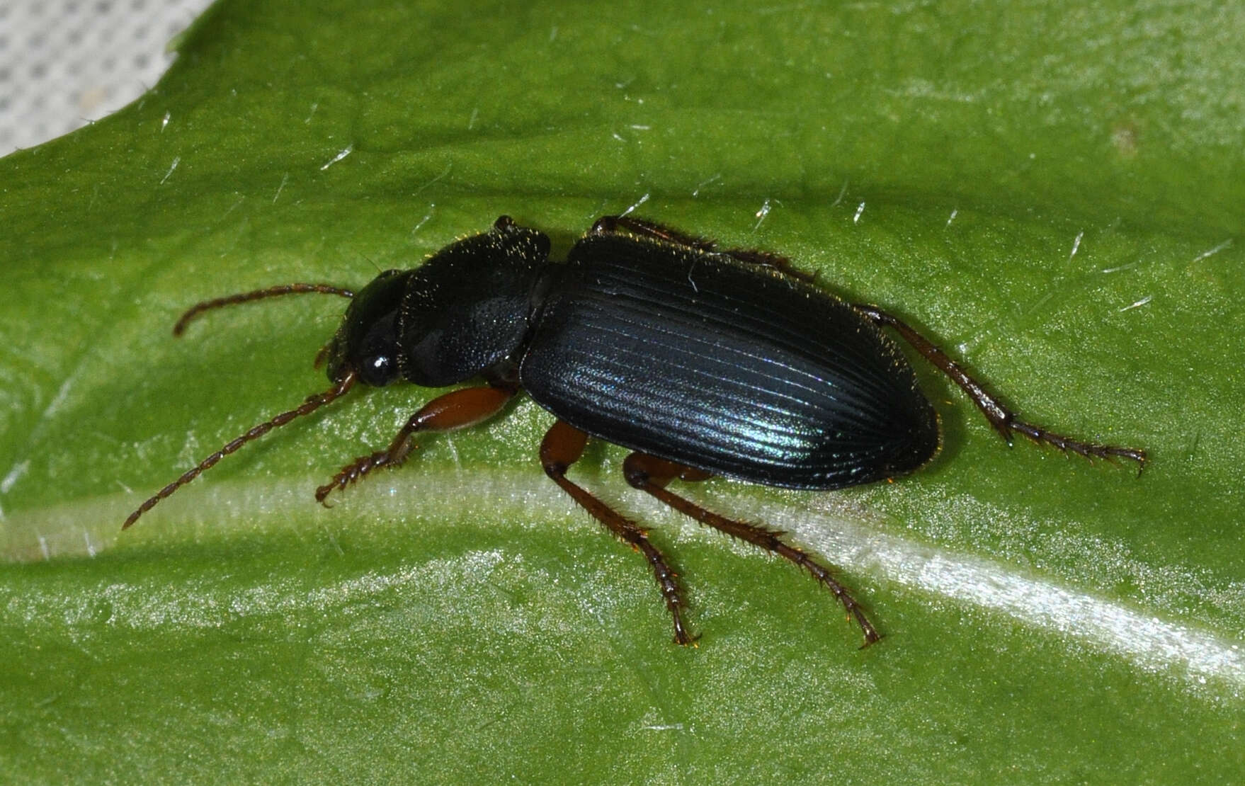 Image de Ophonus (Ophonus) ardosiacus (Lutshnik 1922)