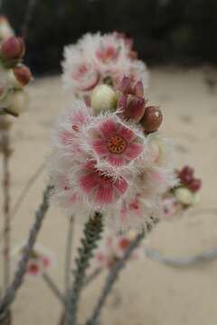 Image of Verticordia ovalifolia Meissn.