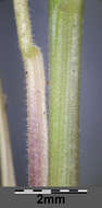 Image of Festuca rupicola Heuff.