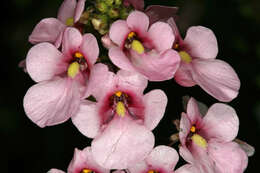 Image of Diascia rigescens E. Mey. ex Benth.