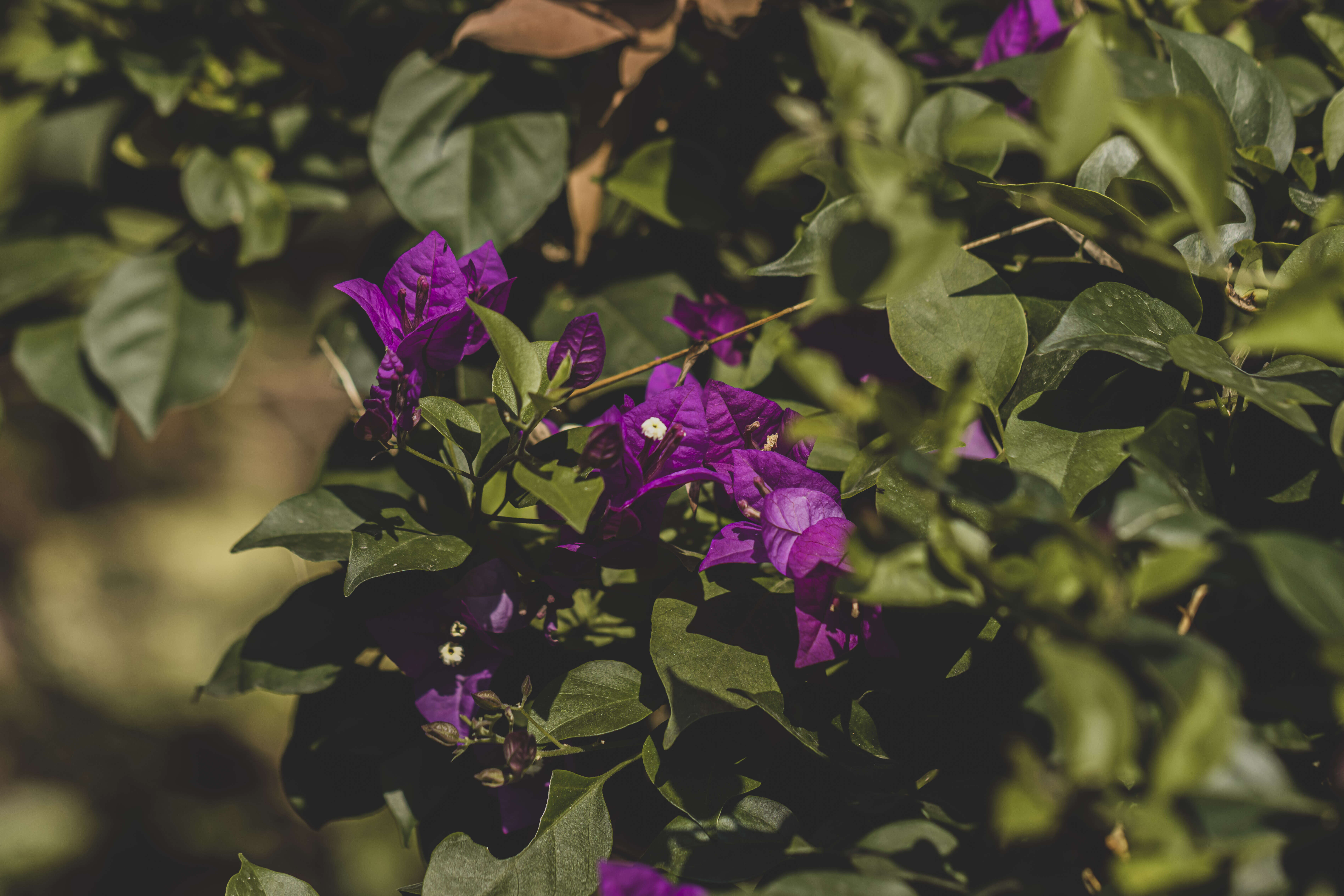 Слика од Bougainvillea