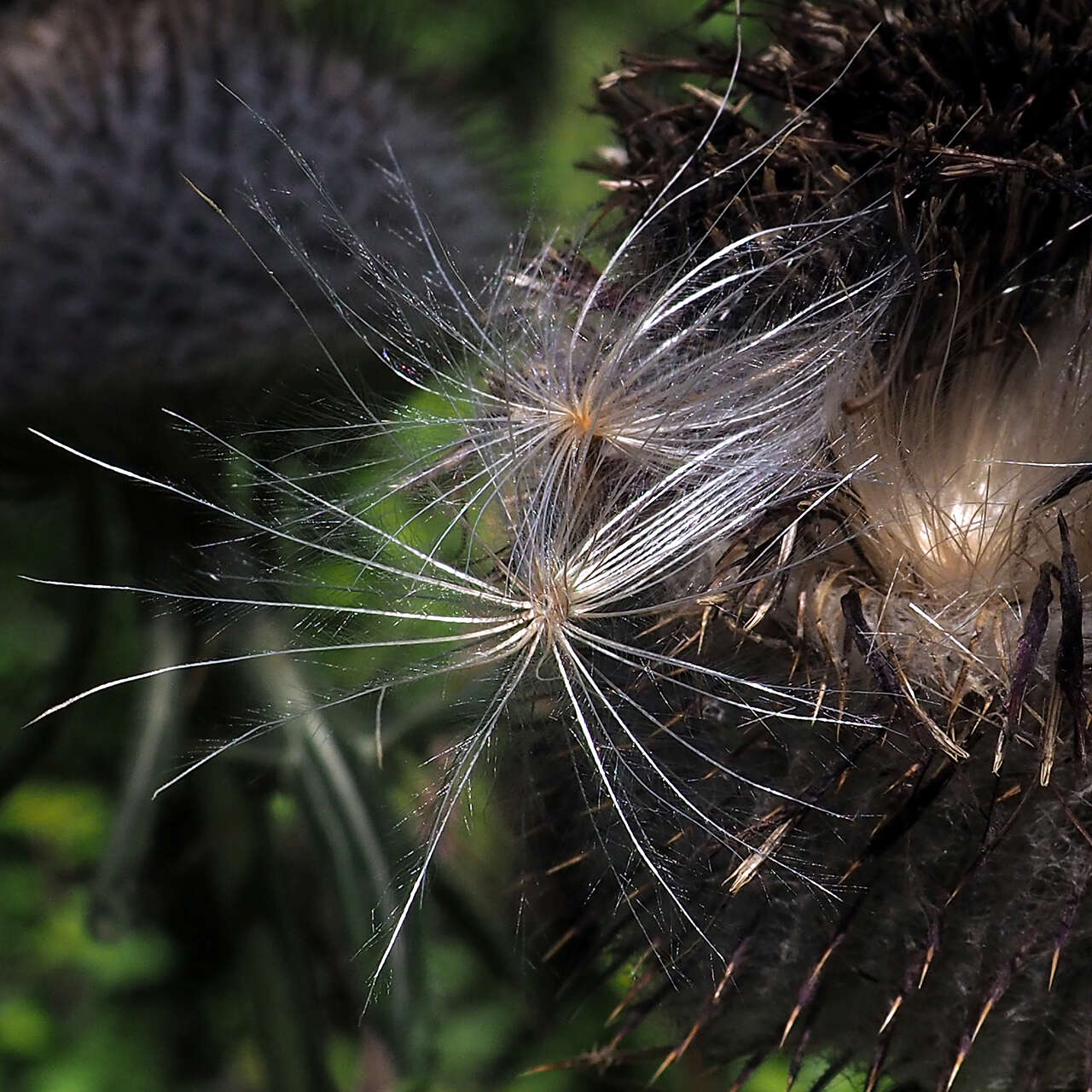 Image of woolly thistle