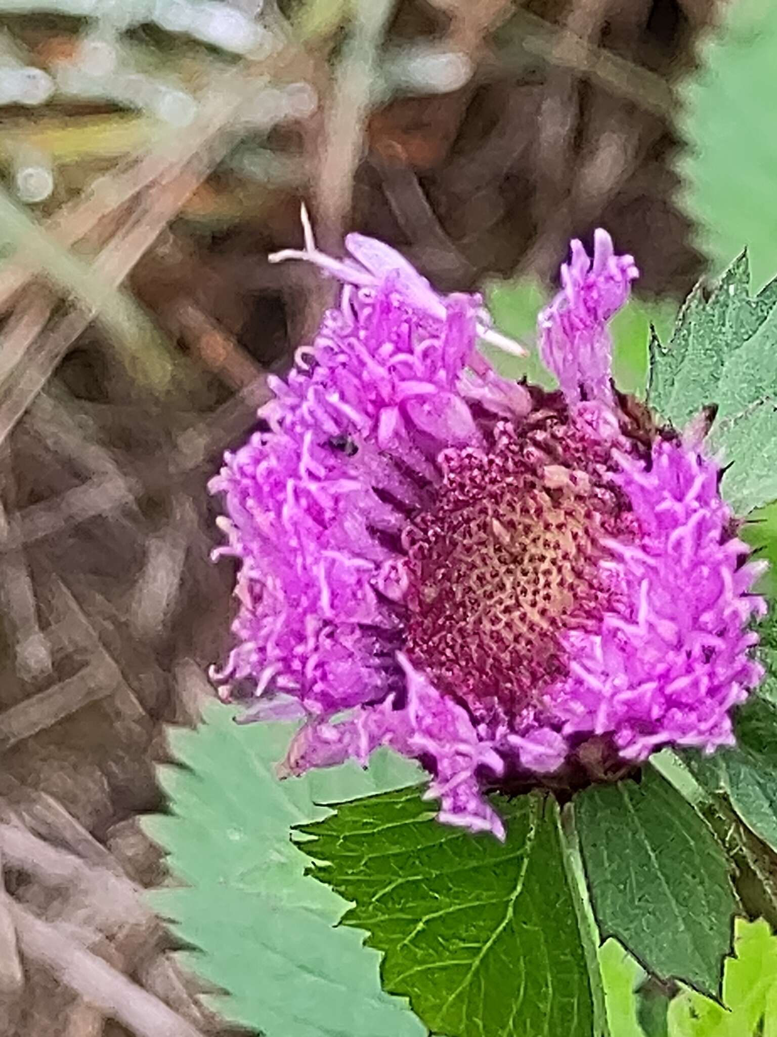 Plancia ëd Centratherum punctatum Cass.