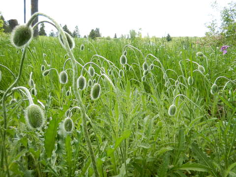 Image of Oriental poppy