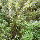 Image of <i>Salix viminalis</i>
