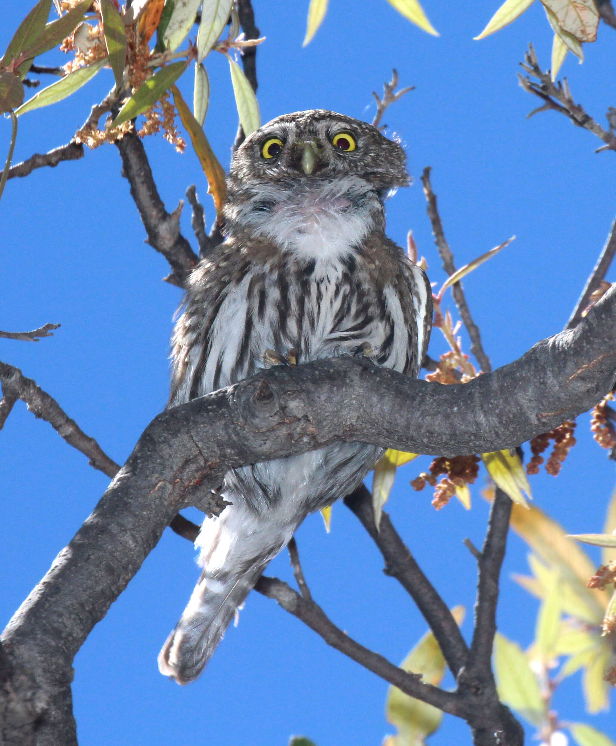 Image of Mountain Pygmy Owl