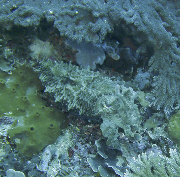 18.https www inaturalist org photos 2930706.580x360