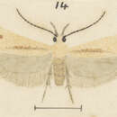 Image of Kiwaia neglecta Philpott 1924