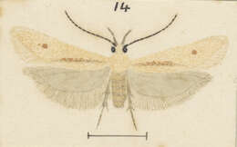 Image of Kiwaia neglecta Philpott 1924