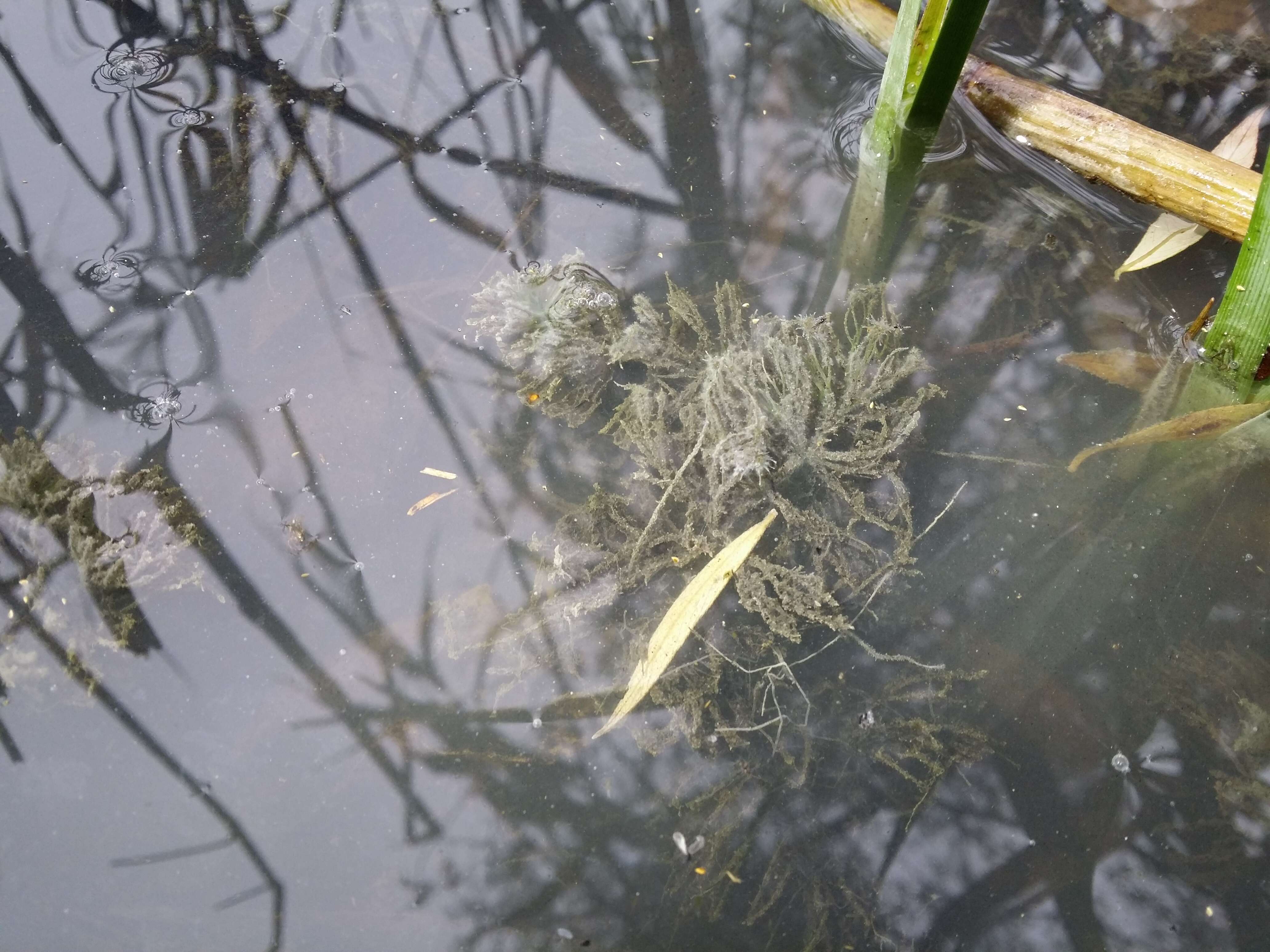 Image de Cératophylle Submergé