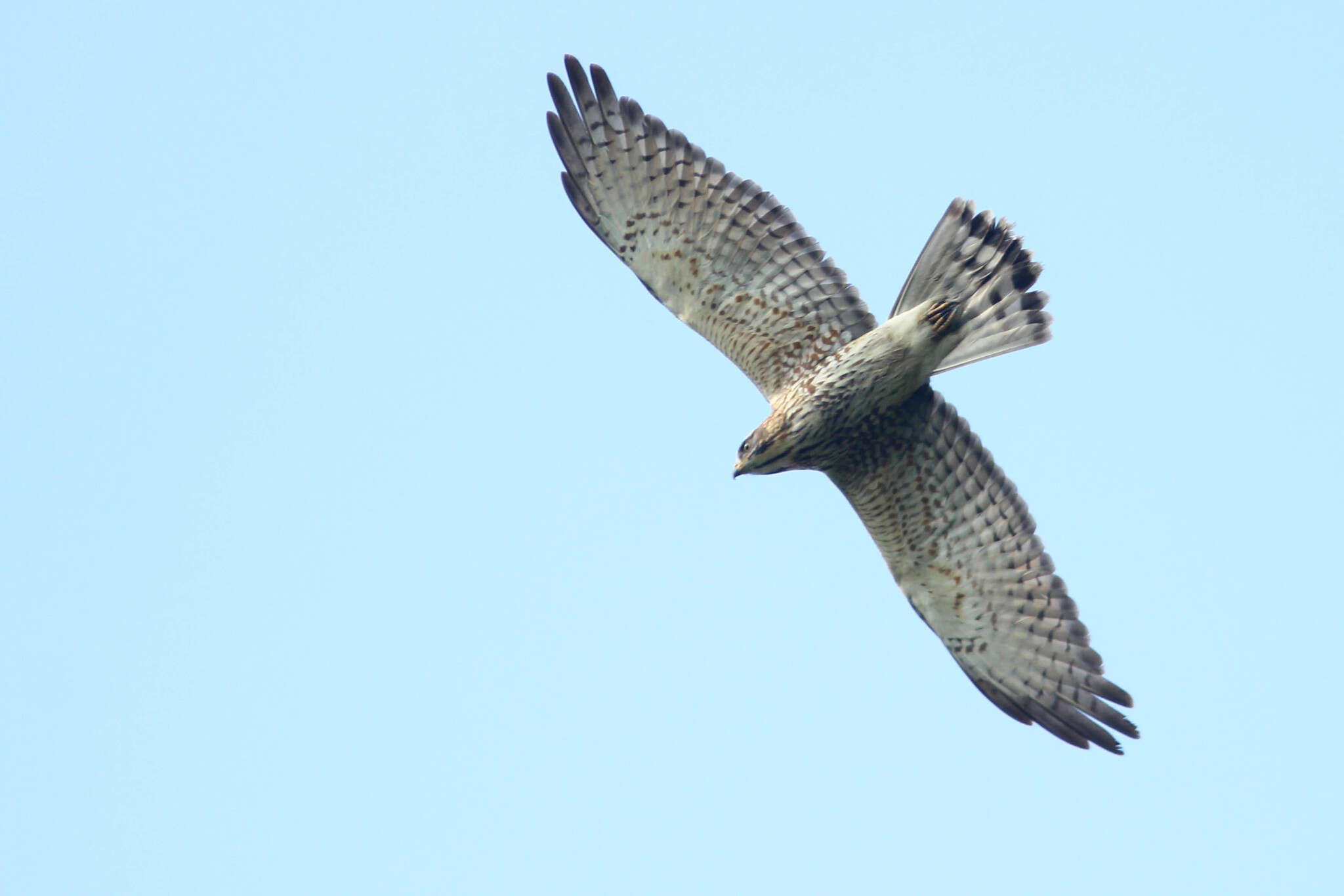 Image of Grey-faced Buzzard