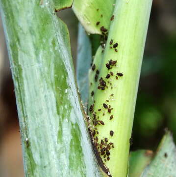 Image of Banana aphid