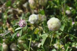 Image of woolly clover