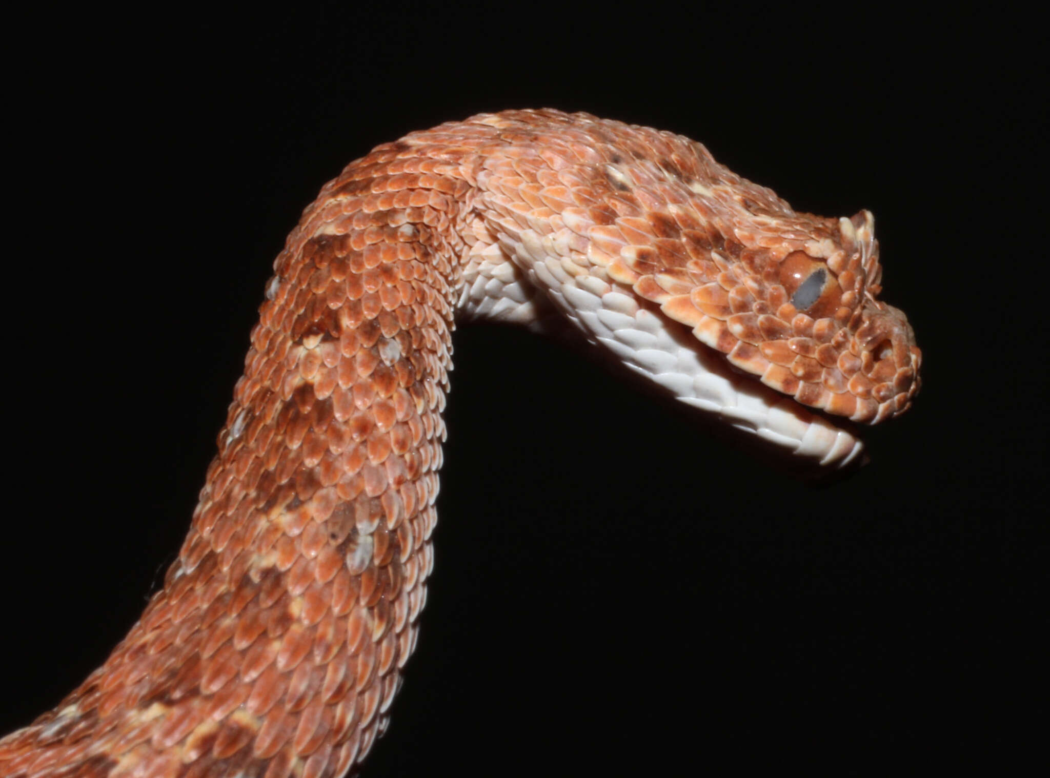 Image of Horned Adder