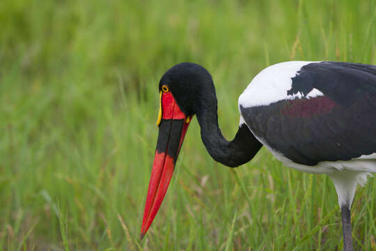 Image of Saddle-billed Stork