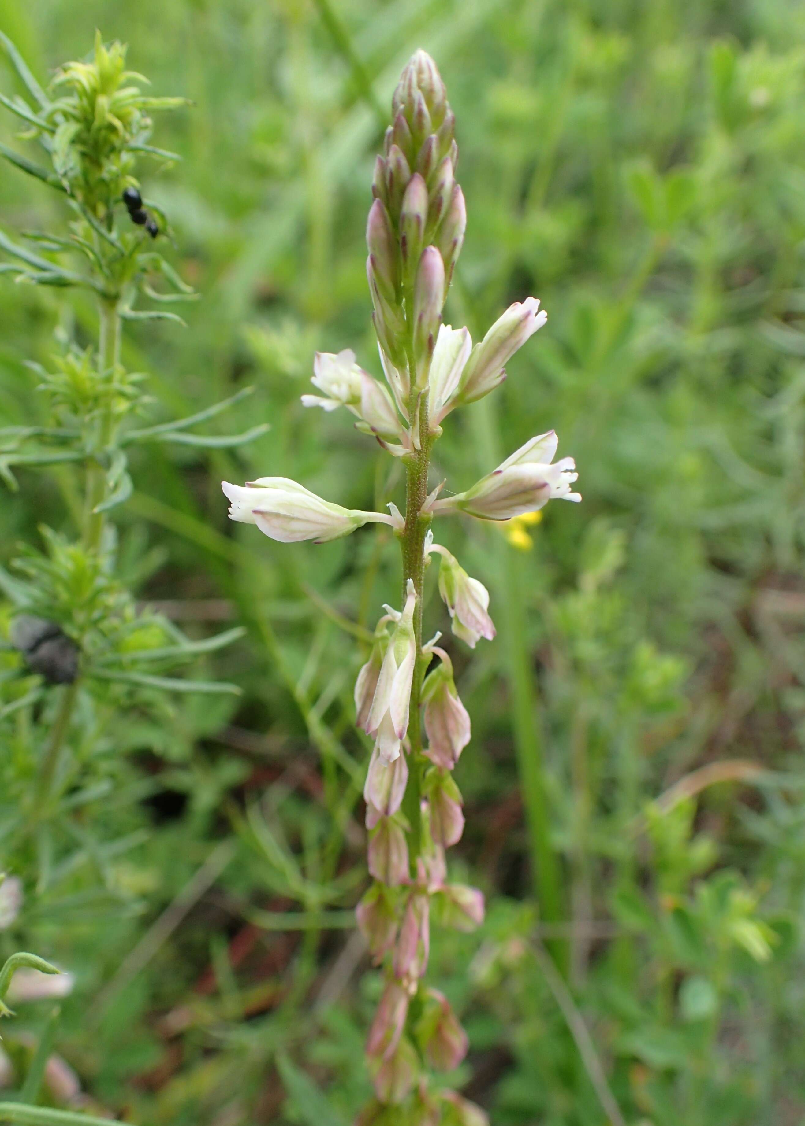 Image of Polygala monspeliaca L.