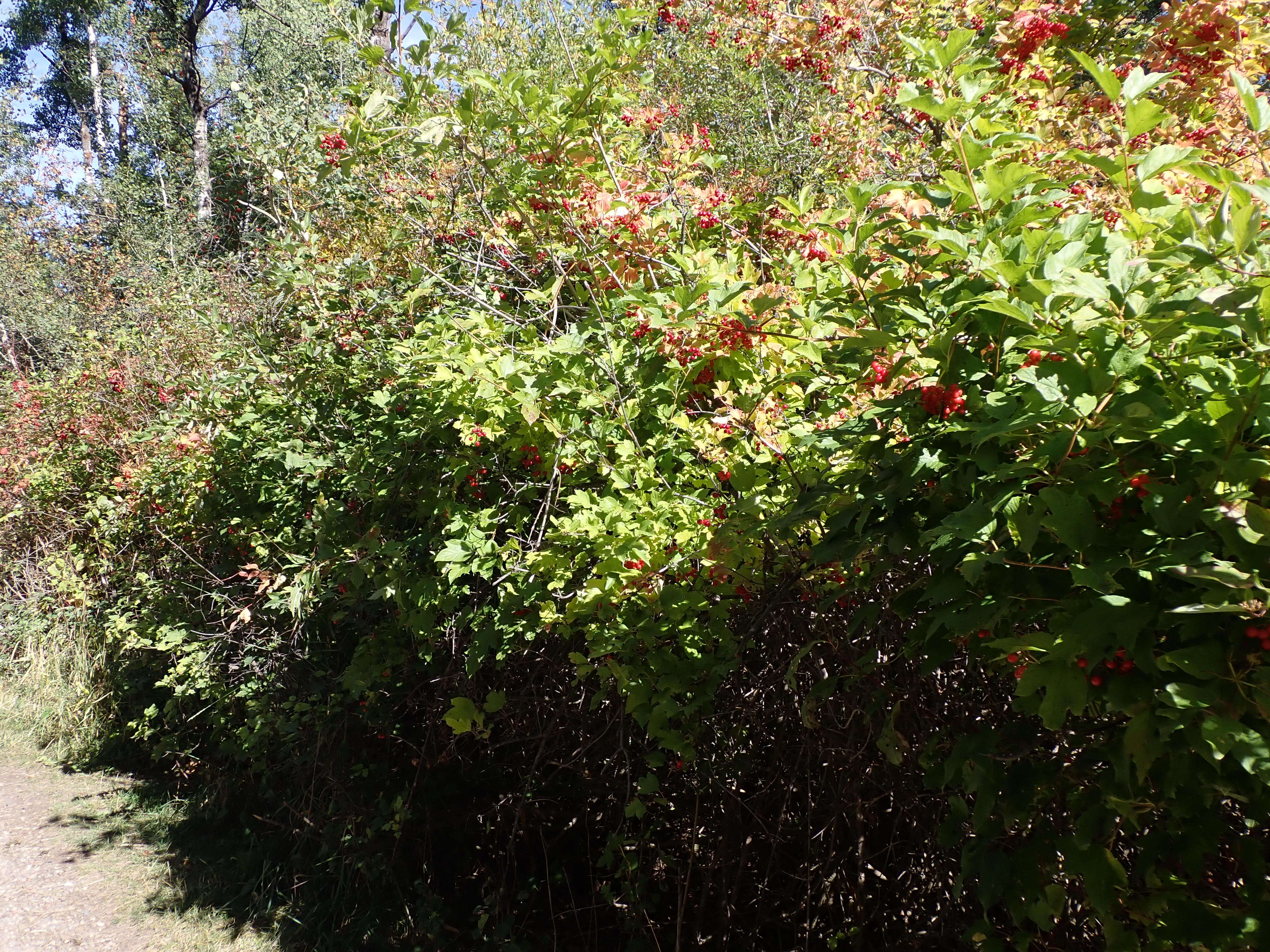 Image of Cranberry-tree