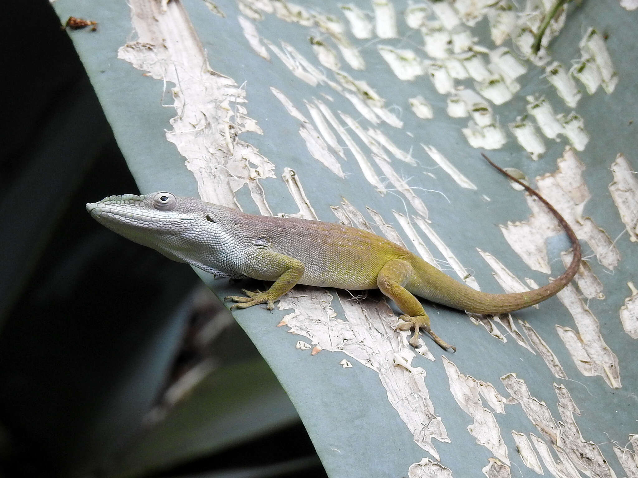 Image of Allison's Anole