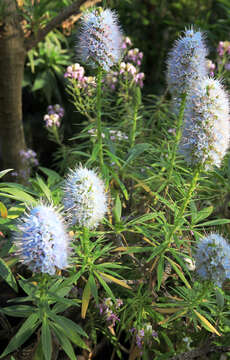 Image of Echium nervosum Dryand. ex Ait.