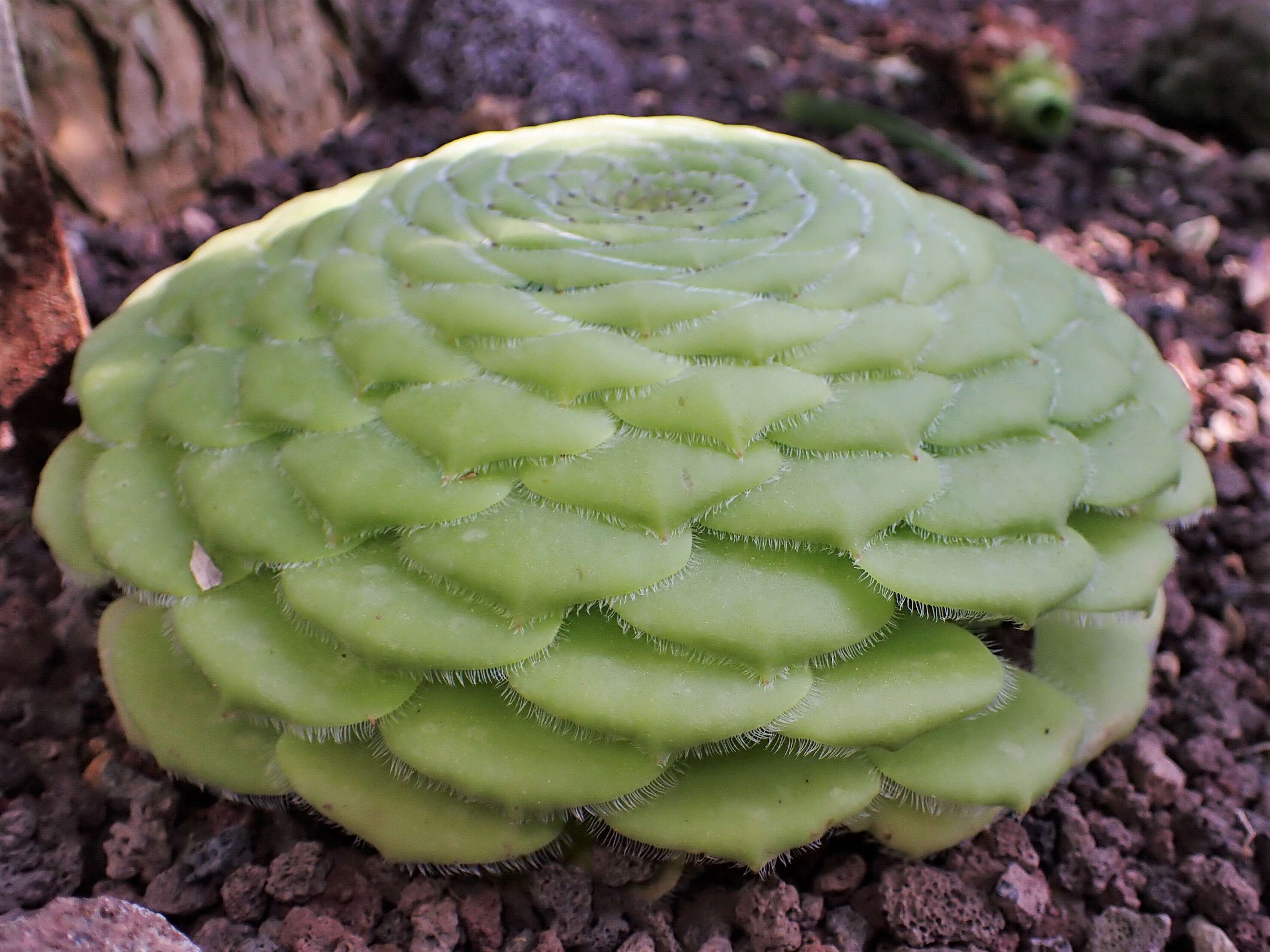 Image of Aeonium tabuliforme