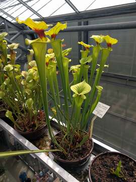 Image of Green Pitcherplant