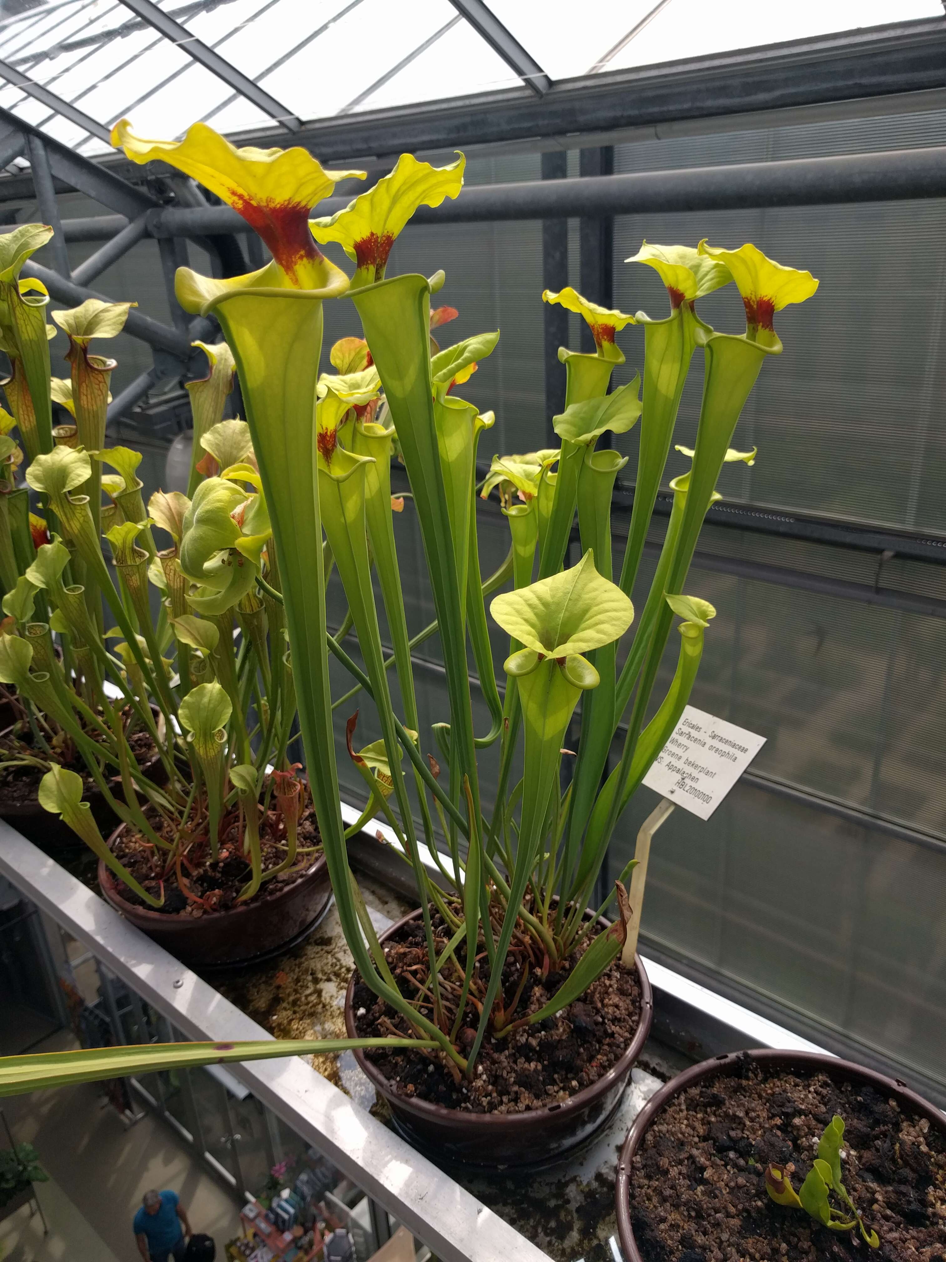 Image of Green Pitcherplant