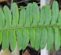 Image of <i>Nephrolepis cordifolia</i>