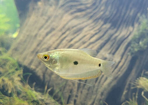 Image of Blue gourami