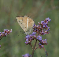 Image of Polyommatus ripartii