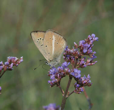 Image of Polyommatus ripartii