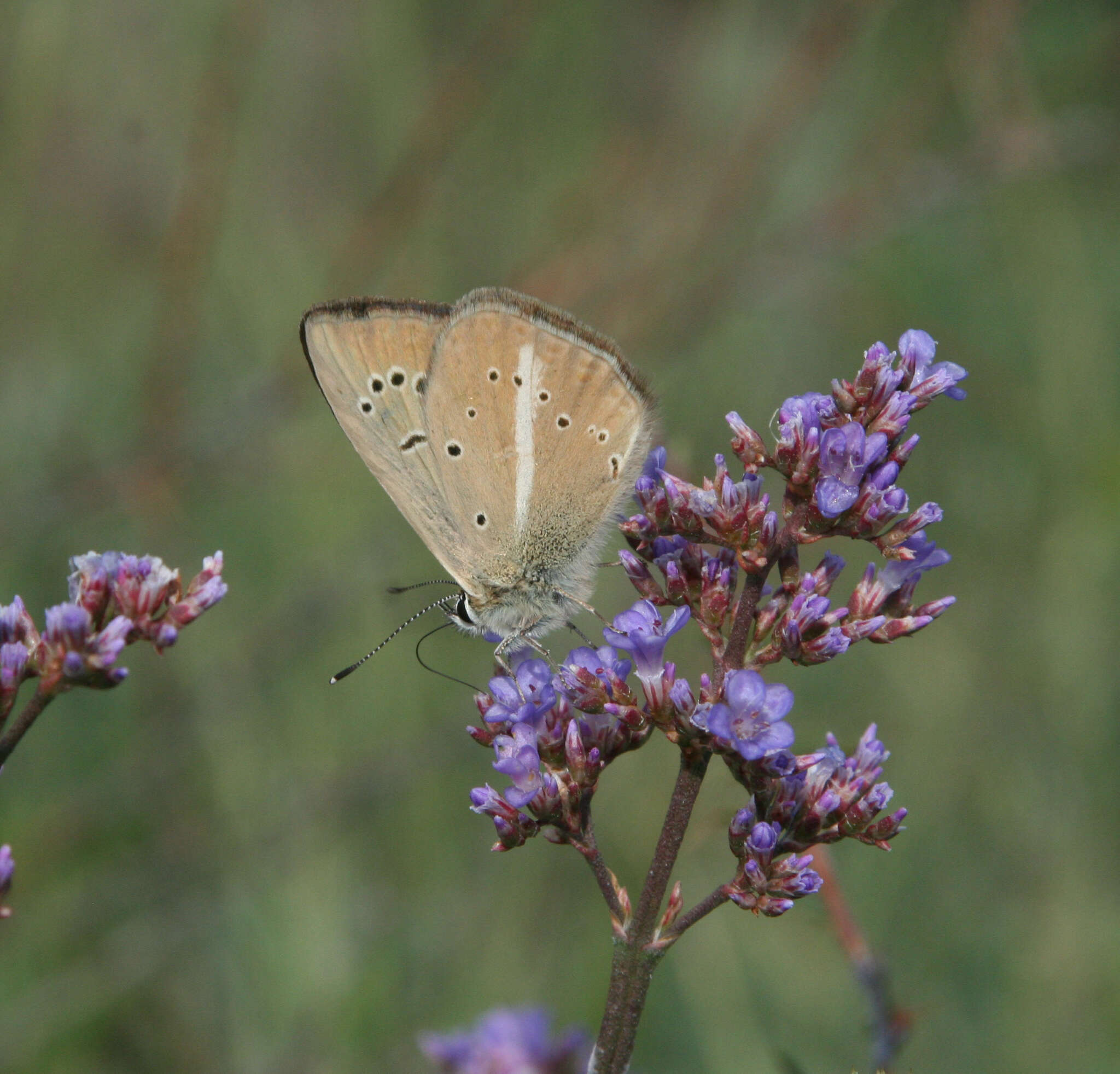 Image of Polyommatus ripartii