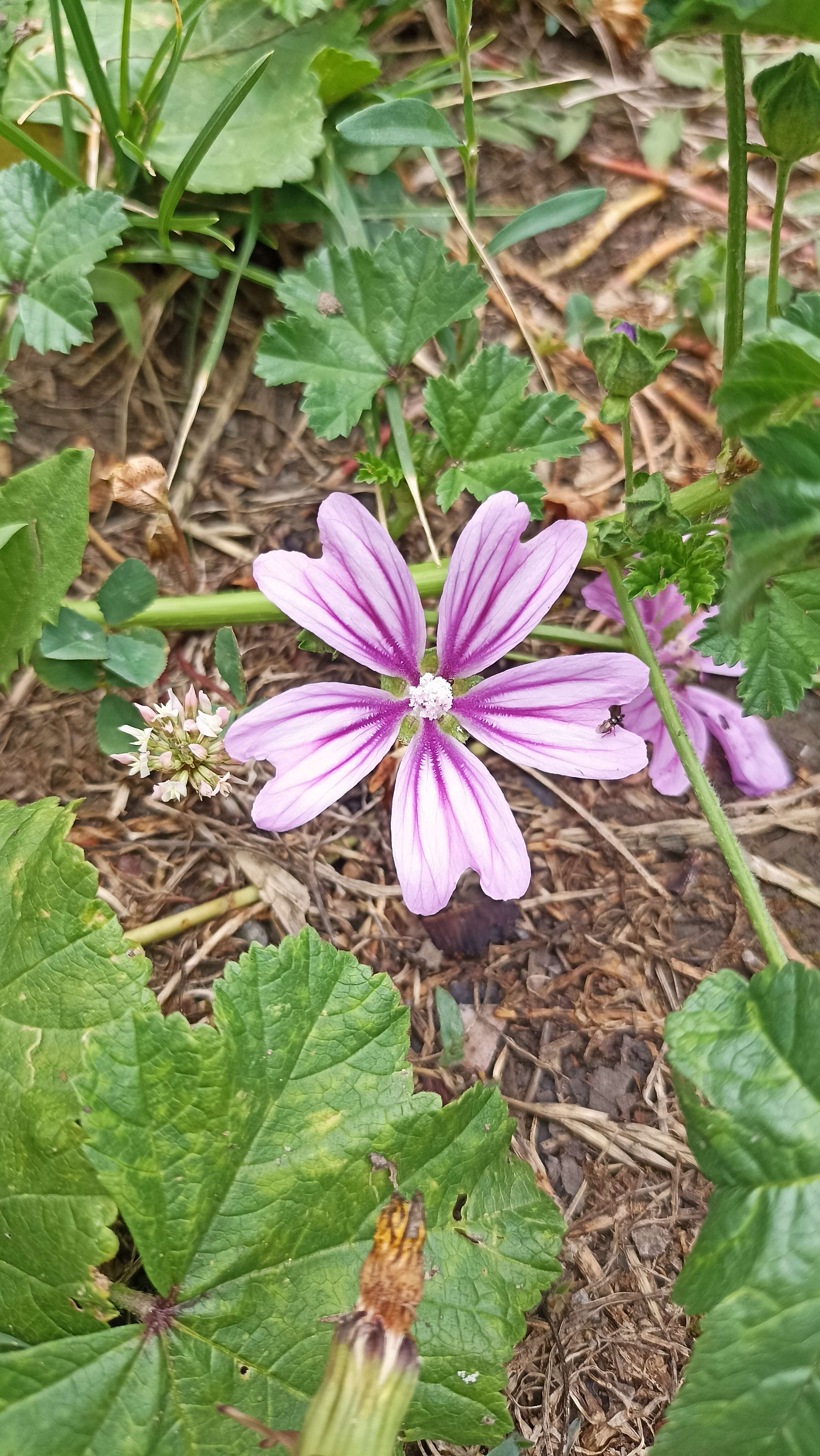 Image de Grande mauve