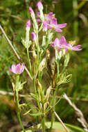 Image of Centaury