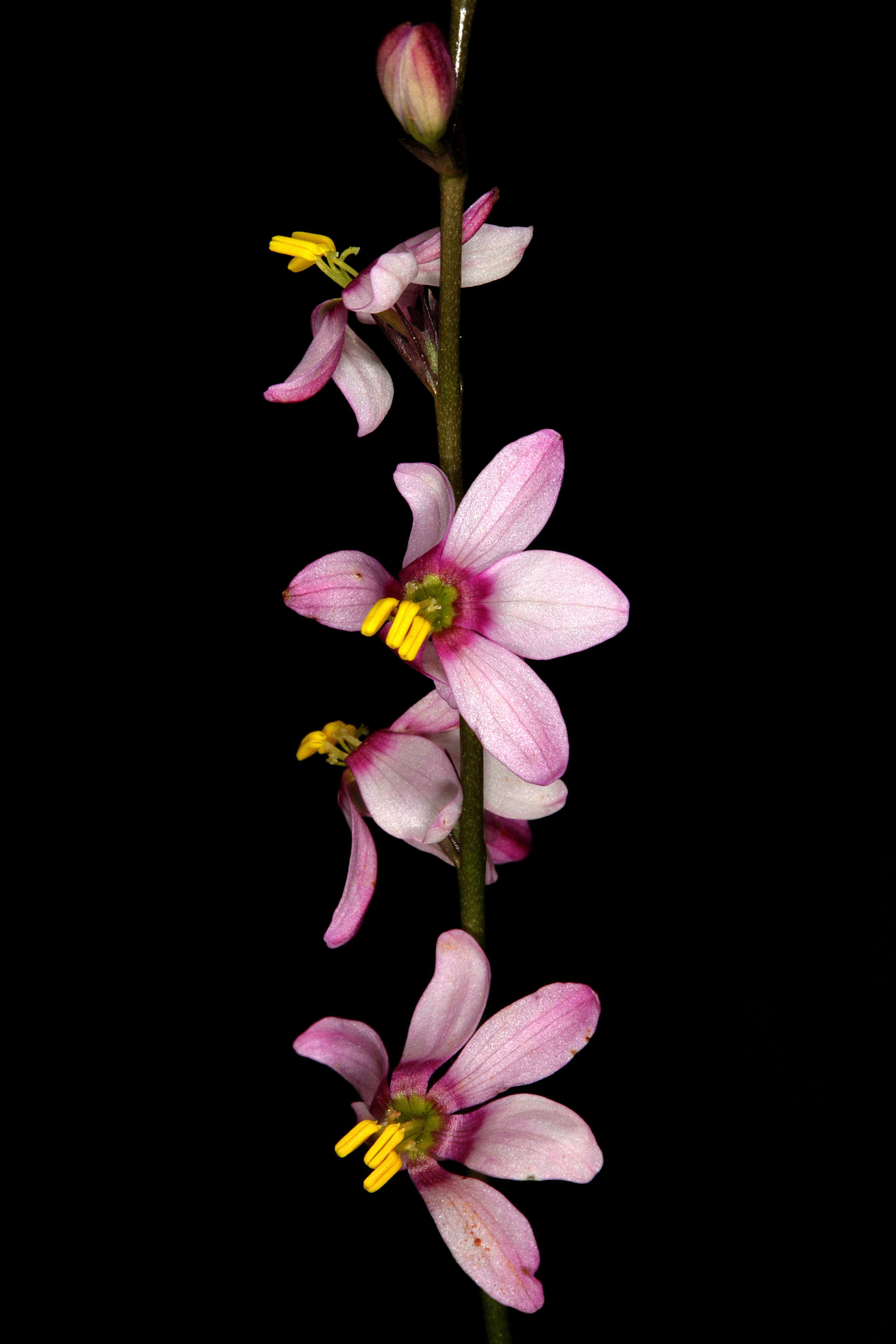 Image de Ixia scillaris L.