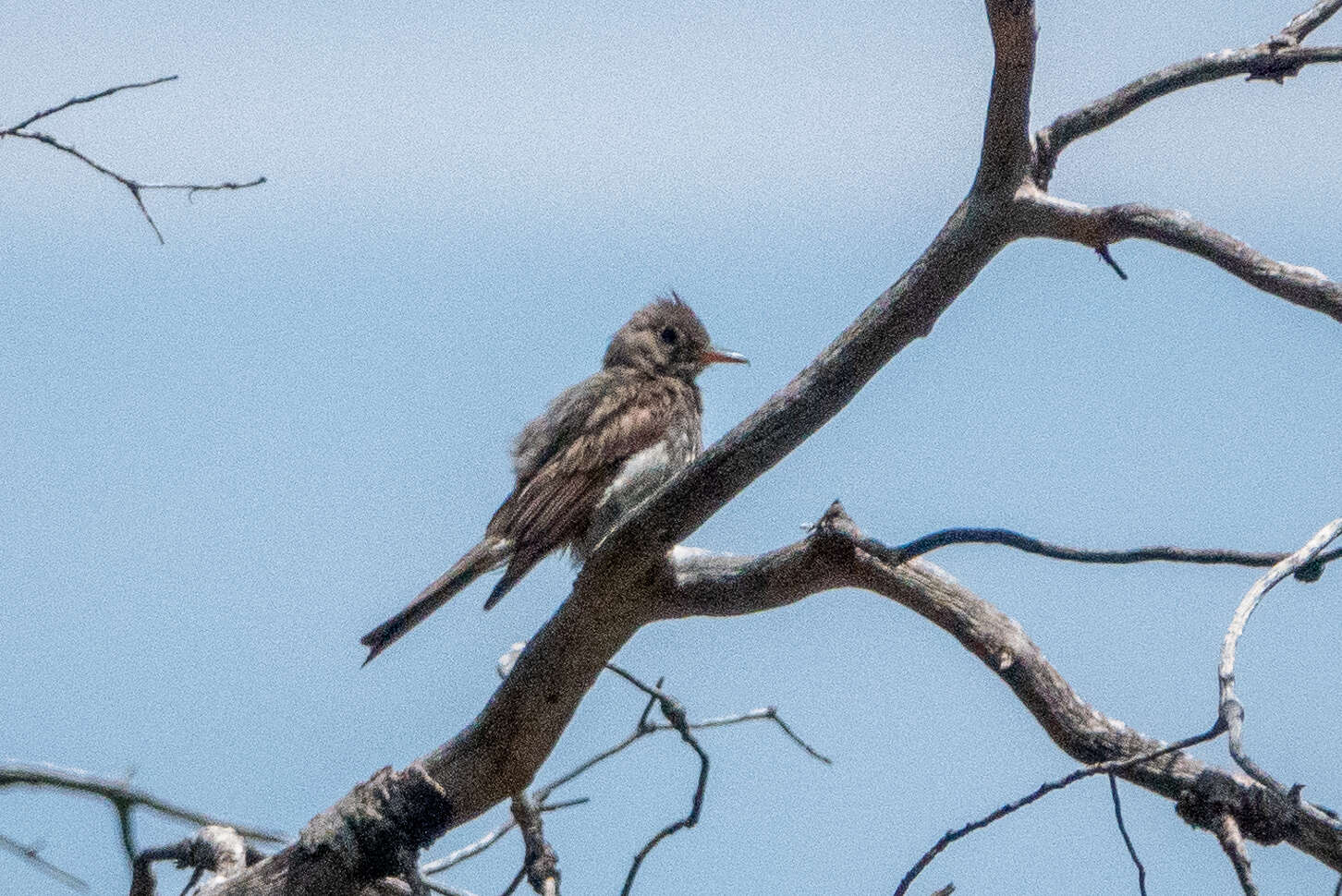 Image of Greater Pewee