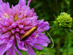 Image of Nemophora metallica