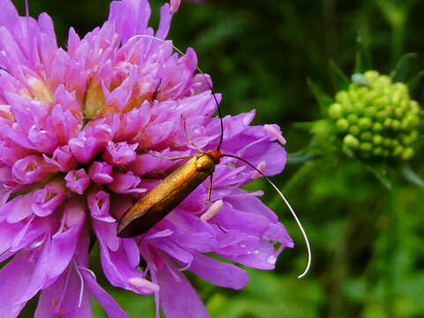 Image of Nemophora metallica