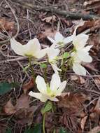 Image of black hellebore