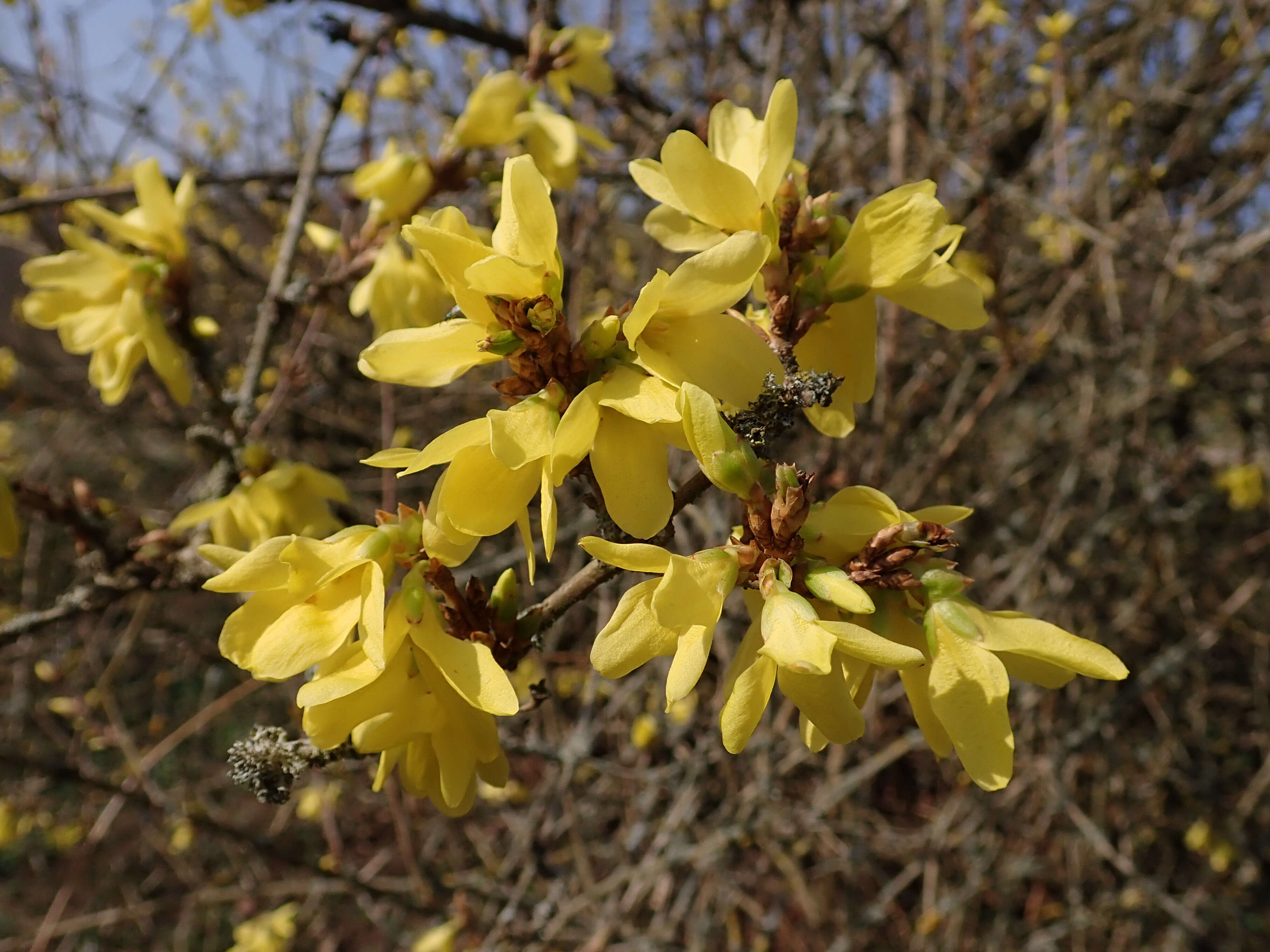 Imagem de Forsythia europaea Degen & Bald.