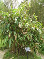 Image de Indocalamus tessellatus (Munro) Keng fil.