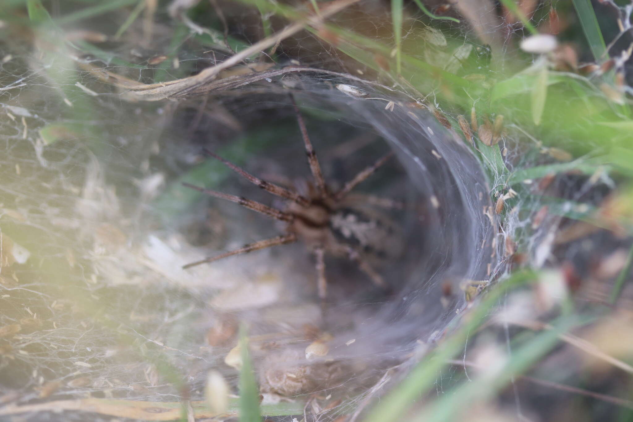 Image of Agelena labyrinthica (Clerck 1757)