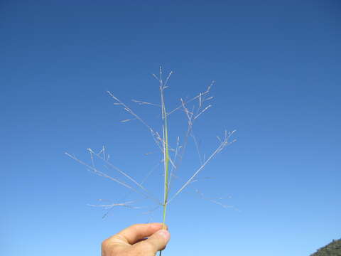 Imagem de Panicum queenslandicum Domin