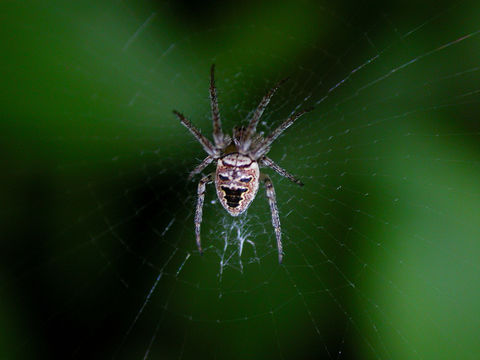 18.https www inaturalist org photos 2942128.580x360